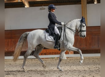 Lusitanos, Wallach, 10 Jahre, 162 cm, Schimmel