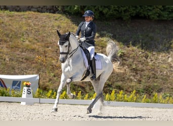 Lusitanos, Wallach, 10 Jahre, 162 cm, Schimmel