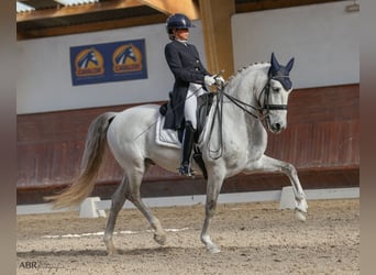 Lusitanos, Wallach, 10 Jahre, 162 cm, Schimmel