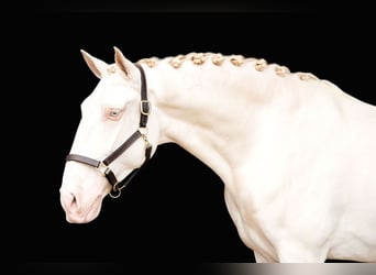 Lusitanos, Wallach, 10 Jahre, 163 cm, Perlino