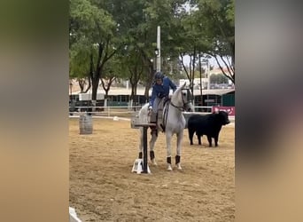 Lusitanos, Wallach, 10 Jahre, 164 cm, Schimmel