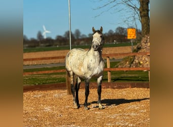 Lusitanos, Wallach, 10 Jahre, 165 cm, Apfelschimmel