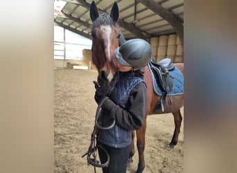 Lusitanos, Wallach, 10 Jahre, 165 cm, Brauner