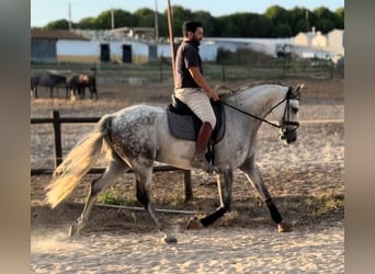 Lusitanos, Wallach, 10 Jahre, 165 cm, Schimmel