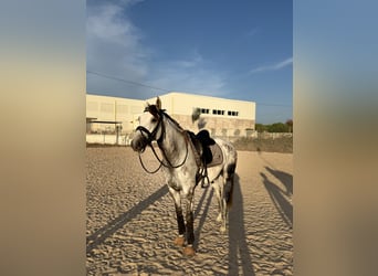 Lusitanos, Wallach, 10 Jahre, 165 cm, Schimmel
