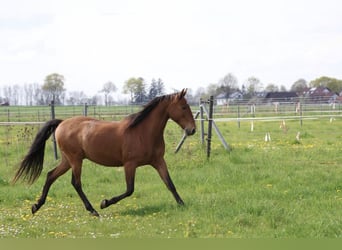 Lusitanos, Wallach, 10 Jahre, Brauner