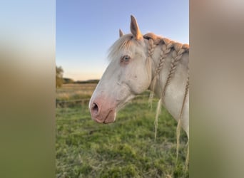 Lusitanos, Wallach, 10 Jahre, Cremello