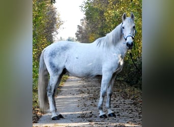 Lusitanos, Wallach, 11 Jahre, 152 cm, Fliegenschimmel