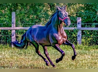 Lusitanos, Wallach, 11 Jahre, 153 cm, Rappe