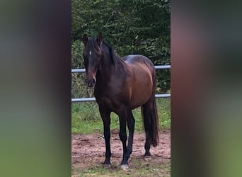 Lusitanos, Wallach, 11 Jahre, 154 cm, Brauner
