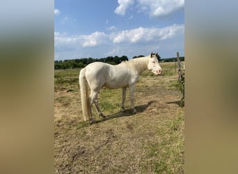 Lusitanos, Wallach, 11 Jahre, 157 cm, Cremello