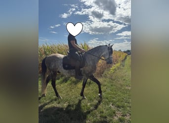 Lusitanos, Wallach, 11 Jahre, 160 cm, Schimmel