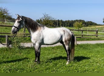 Lusitanos, Wallach, 11 Jahre, 160 cm, Schimmel