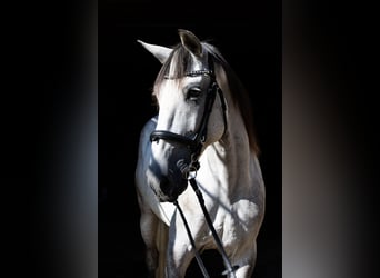 Lusitanos, Wallach, 11 Jahre, 160 cm, Schimmel