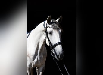 Lusitanos, Wallach, 11 Jahre, 160 cm, Schimmel