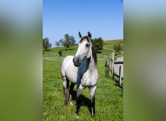 Lusitanos, Wallach, 11 Jahre, 160 cm, Schimmel