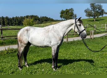 Lusitanos, Wallach, 11 Jahre, 160 cm, Schimmel