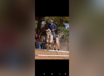 Lusitanos Mix, Wallach, 11 Jahre, 162 cm, Cremello