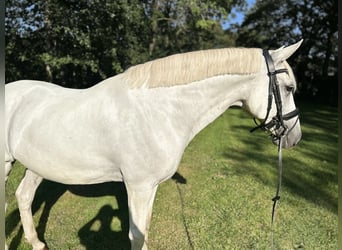 Lusitanos, Wallach, 11 Jahre, 162 cm, Schimmel