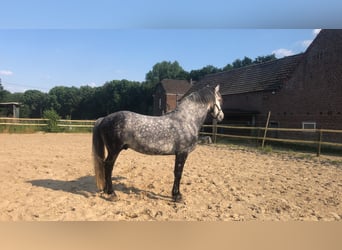 Lusitanos Mix, Wallach, 11 Jahre, 164 cm, Apfelschimmel