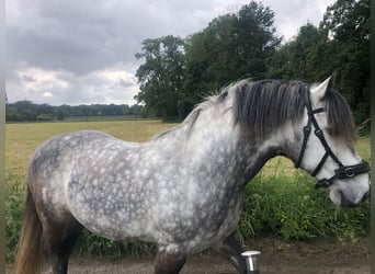 Lusitanos Mix, Wallach, 11 Jahre, 164 cm, Apfelschimmel
