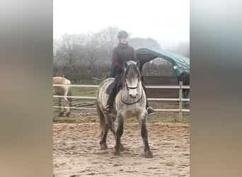Lusitanos Mix, Wallach, 11 Jahre, 164 cm, Apfelschimmel