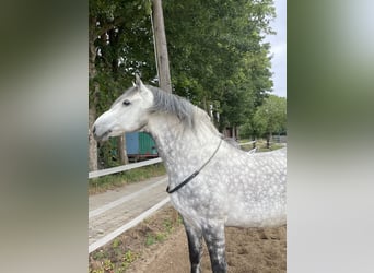 Lusitanos Mix, Wallach, 11 Jahre, 164 cm, Apfelschimmel