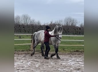 Lusitanos Mix, Wallach, 11 Jahre, 164 cm, Apfelschimmel