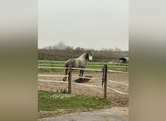Lusitanos Mix, Wallach, 11 Jahre, 164 cm, Apfelschimmel
