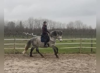 Lusitanos Mix, Wallach, 11 Jahre, 164 cm, Apfelschimmel