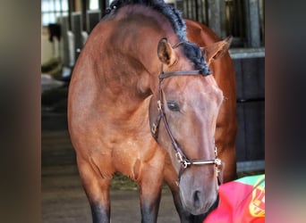 Lusitanos, Wallach, 11 Jahre, 165 cm, Brauner