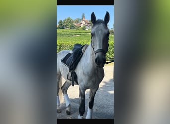 Lusitanos, Wallach, 11 Jahre, 165 cm, Schimmel