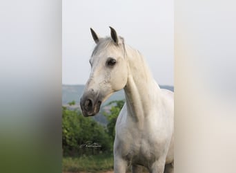 Lusitanos, Wallach, 11 Jahre, Schimmel