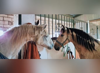 Lusitanos Mix, Wallach, 12 Jahre, 152 cm, Falbe