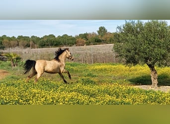 Lusitanos Mix, Wallach, 12 Jahre, 152 cm, Falbe