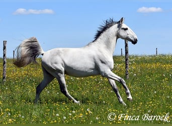 Lusitanos, Wallach, 12 Jahre, 154 cm, Schimmel