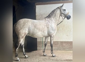 Lusitanos, Wallach, 12 Jahre, 155 cm, Schimmel