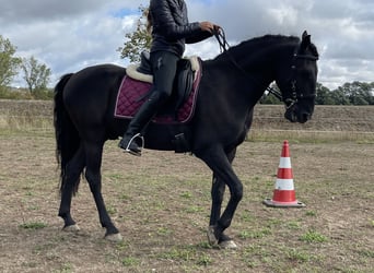 Lusitanos, Wallach, 12 Jahre, 156 cm, Rappe