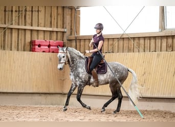 Lusitanos, Wallach, 12 Jahre, 160 cm, Apfelschimmel