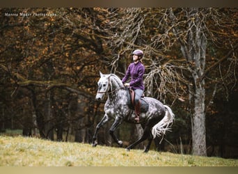 Lusitanos, Wallach, 12 Jahre, 160 cm, Apfelschimmel