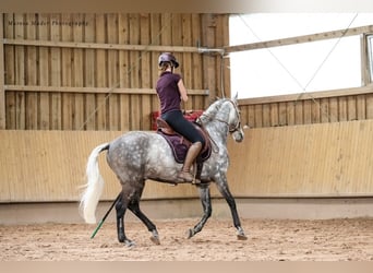 Lusitanos, Wallach, 12 Jahre, 160 cm, Apfelschimmel