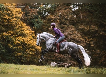 Lusitanos, Wallach, 12 Jahre, 160 cm, Apfelschimmel