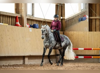 Lusitanos, Wallach, 12 Jahre, 160 cm, Apfelschimmel