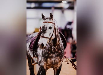 Lusitanos, Wallach, 12 Jahre, 160 cm, Apfelschimmel
