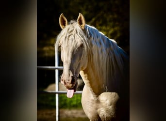 Lusitanos, Wallach, 12 Jahre, 160 cm, Cremello