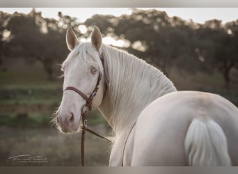 Lusitanos, Wallach, 12 Jahre, 160 cm, Cremello