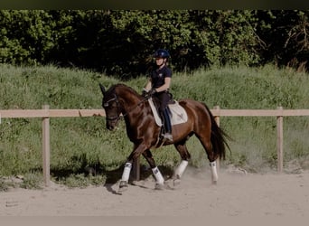 Lusitanos, Wallach, 12 Jahre, 160 cm, Dunkelbrauner