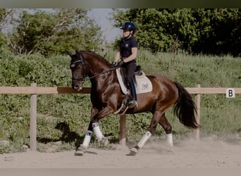 Lusitanos, Wallach, 12 Jahre, 160 cm, Dunkelbrauner