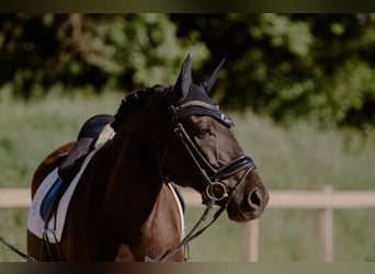 Lusitanos, Wallach, 12 Jahre, 160 cm, Dunkelbrauner