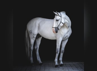 Lusitanos, Wallach, 12 Jahre, 163 cm, Fliegenschimmel